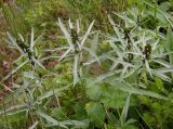 Omalotheca norvegica. Расцветающие растения. Украина, Закарпатская обл., Тячевский р-н, с. Усть-Черная, поляна на горе Мокрая. 27.06.2010.