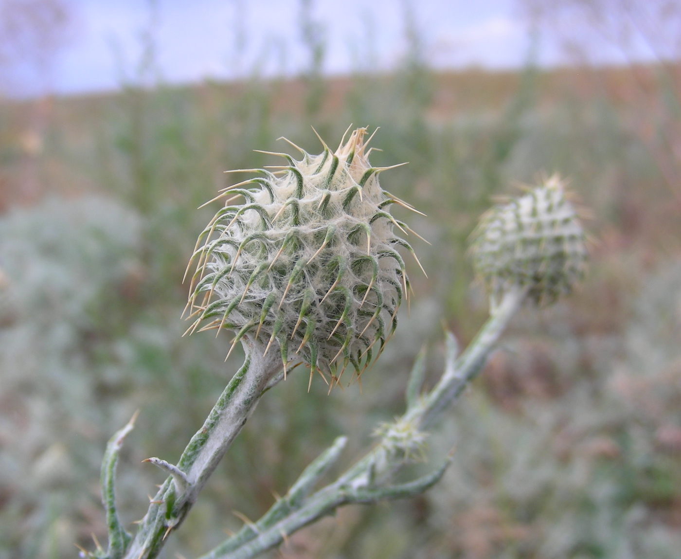 Изображение особи Cousinia perovskiensis.