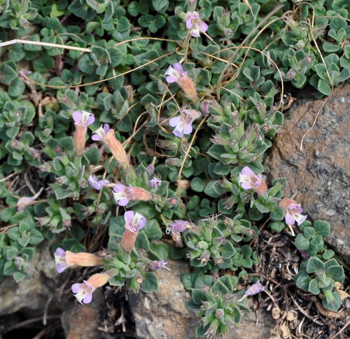 Image of Ziziphora troodi specimen.