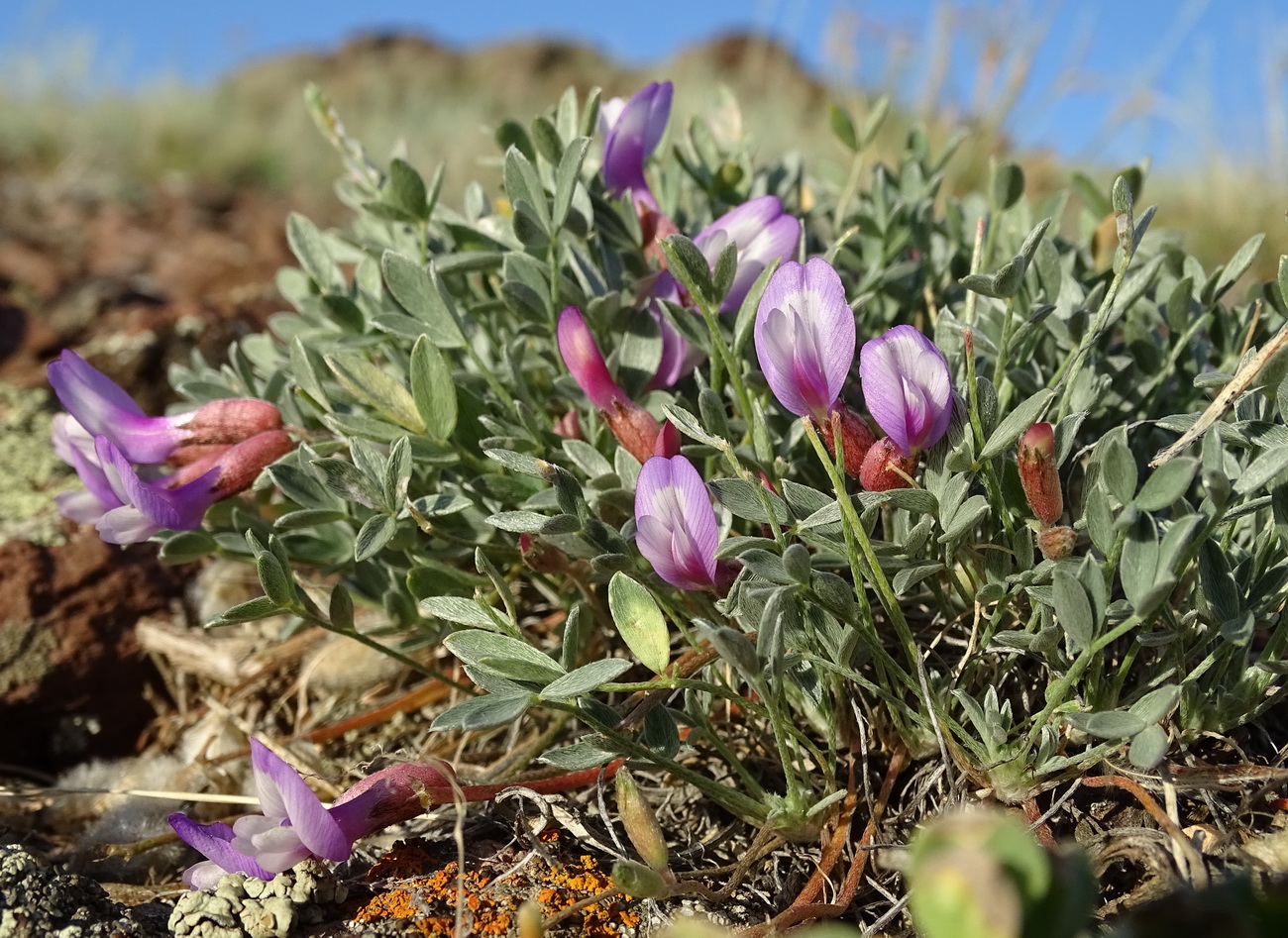 Изображение особи Astragalus kasachstanicus ssp. coloratus.