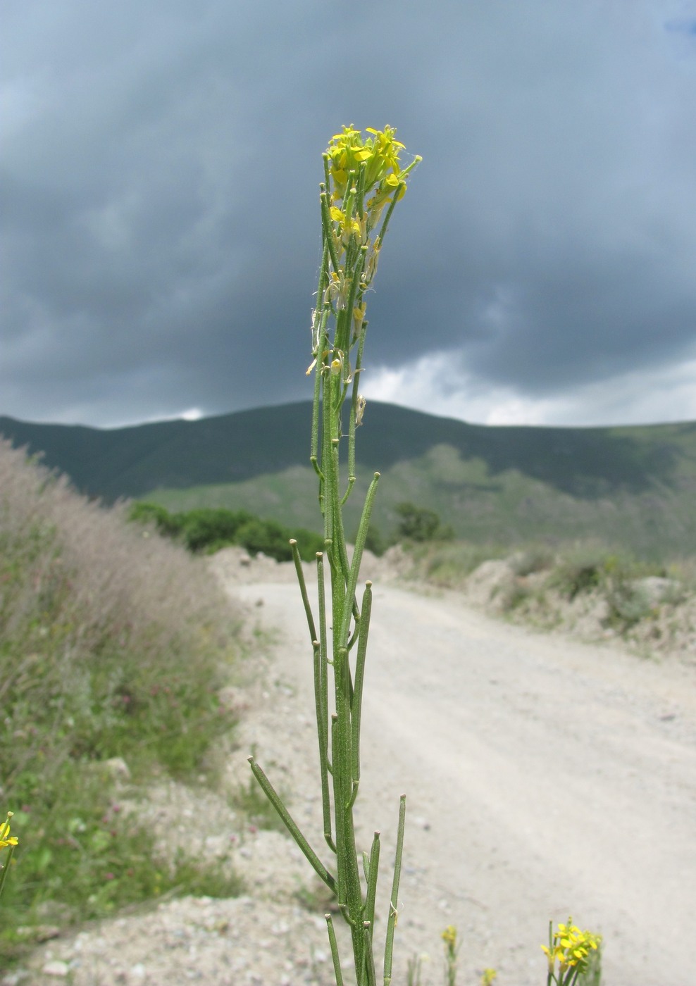 Image of Erysimum brevistylum specimen.