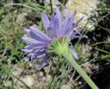 Aster alpinus. Верхушка побега с соцветием (вид со стороны обёртки). Дагестан, Левашинский р-н, окр. с. Леваши, ок. 1400 м н.у.м., каменистый склон. 01.06.2019.