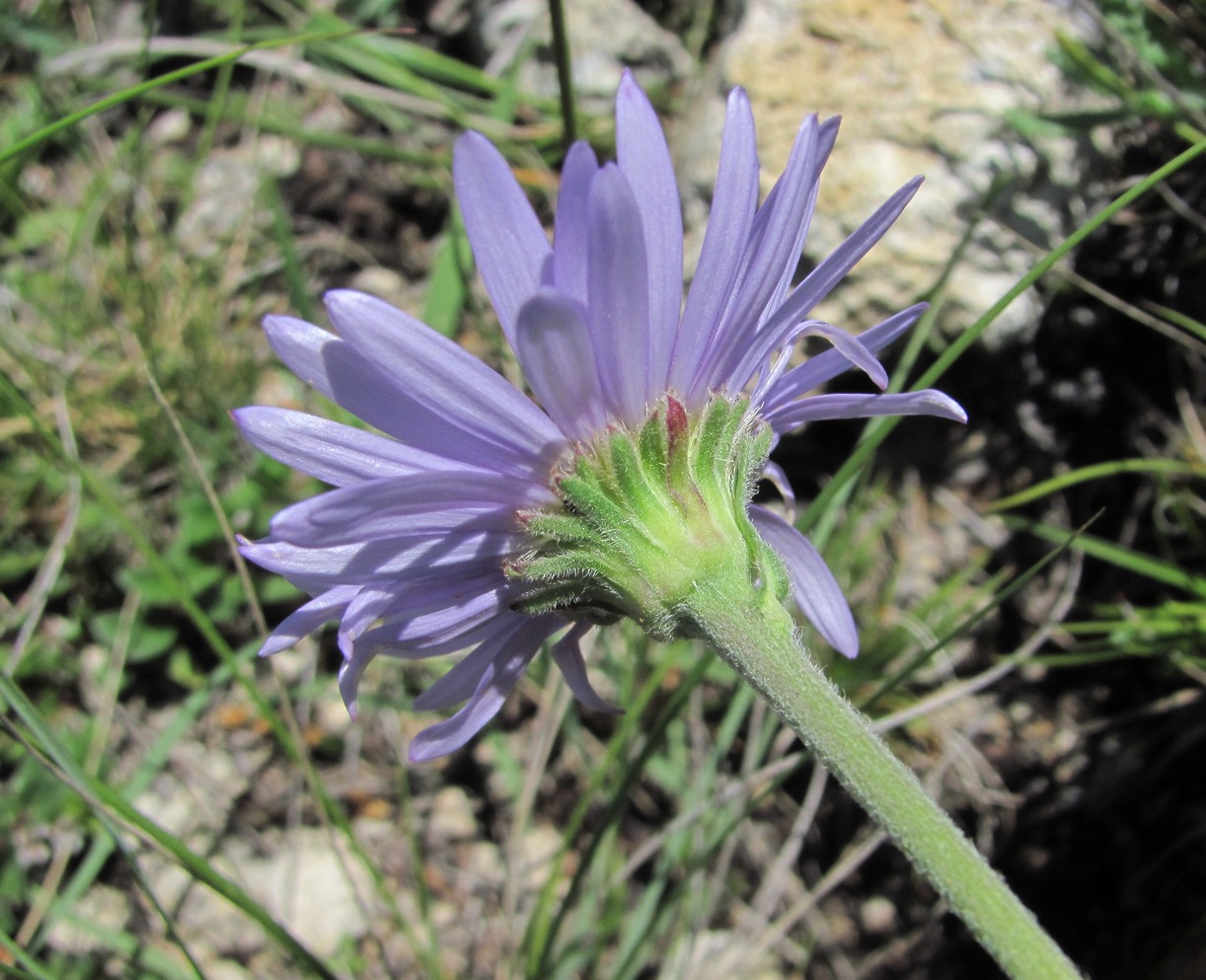 Изображение особи Aster alpinus.