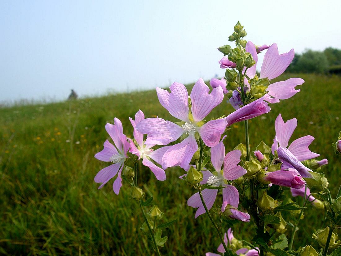 Image of Malva thuringiaca specimen.