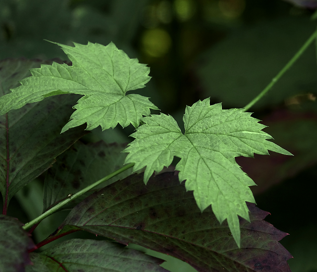 Изображение особи Humulus lupulus.