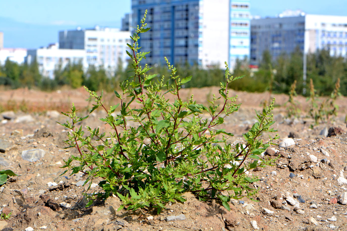 Изображение особи Chenopodium acerifolium.