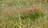 Juncus trifidus. Плодоносящие растения (на переднем плане виден отцветший Lagotis uralensis). Челябинская обл., Саткинский р-н, национальный парк \"Зюраткуль\", гора Большой Нургуш, ≈ 1300 м н.у.м., в горной тундре. 11.08.2019.