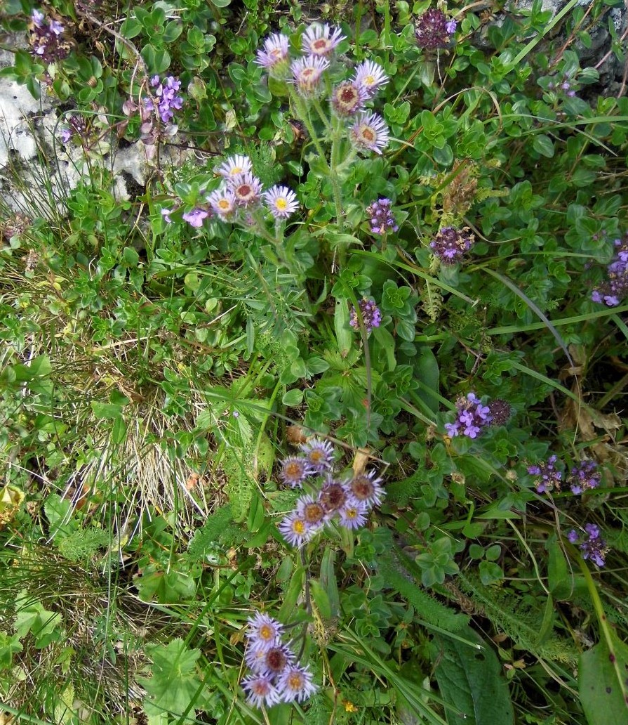 Image of Erigeron orientalis specimen.