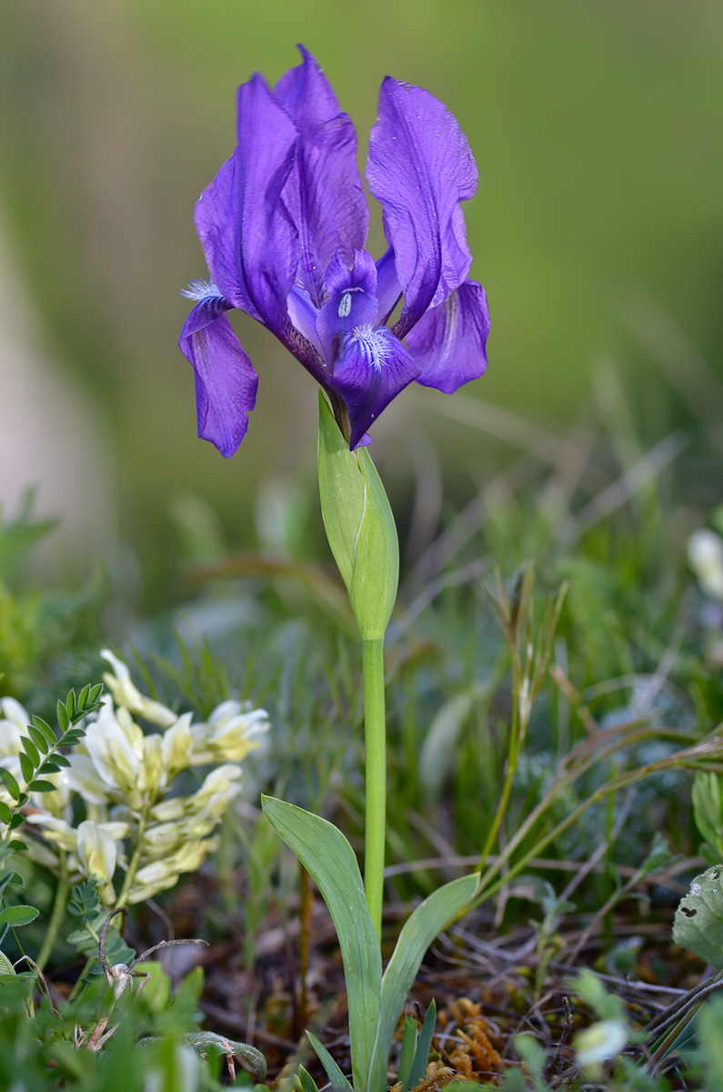 Изображение особи Iris aphylla.