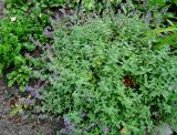 Nepeta mussinii