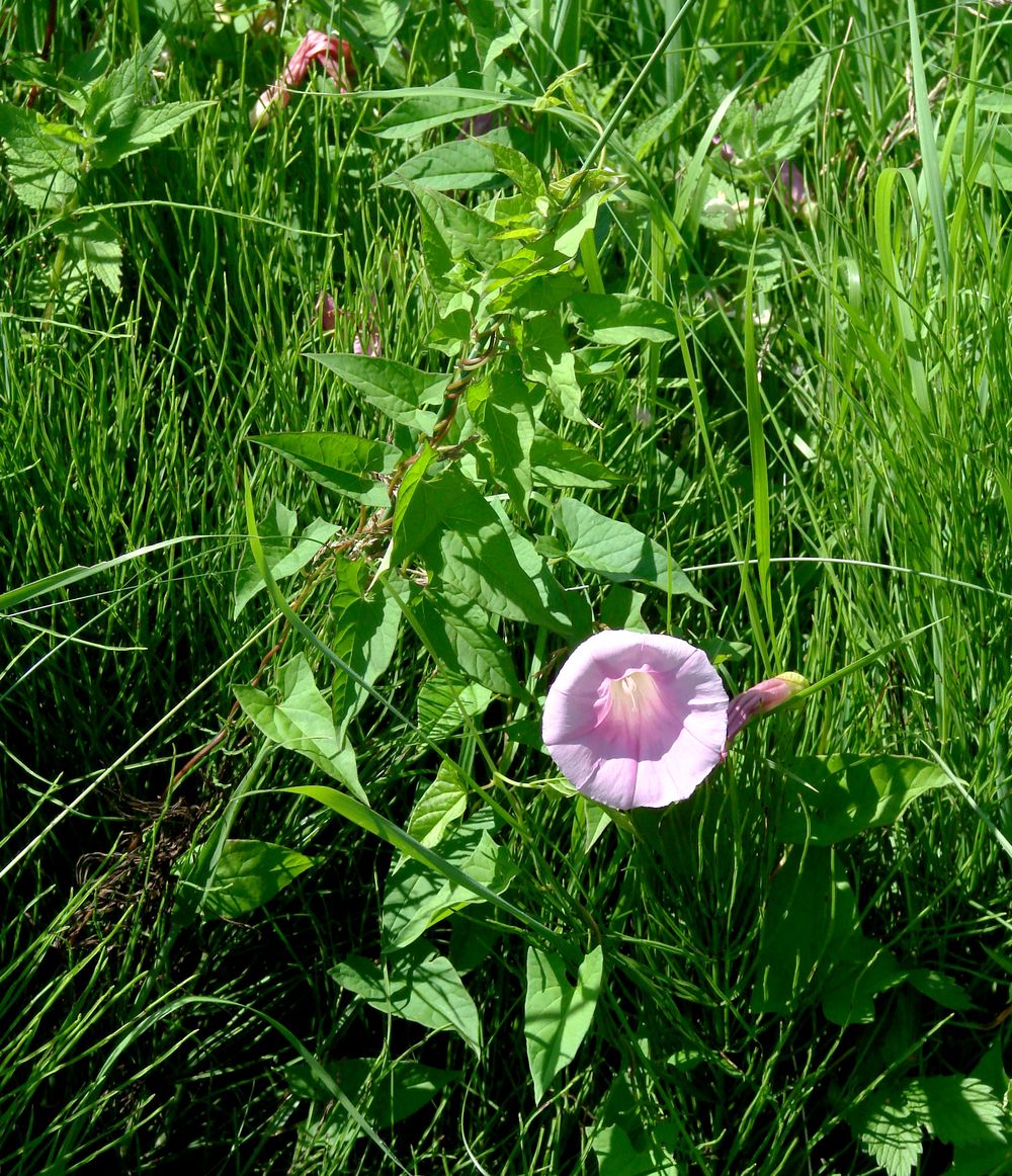 Image of Calystegia spectabilis specimen.