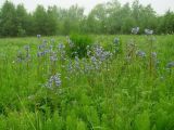 Polemonium chinense