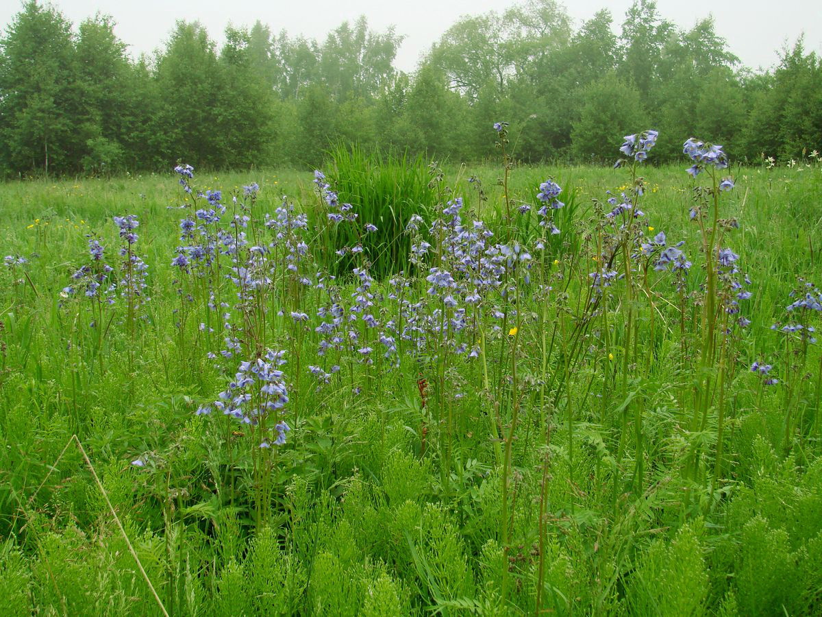 Изображение особи Polemonium chinense.