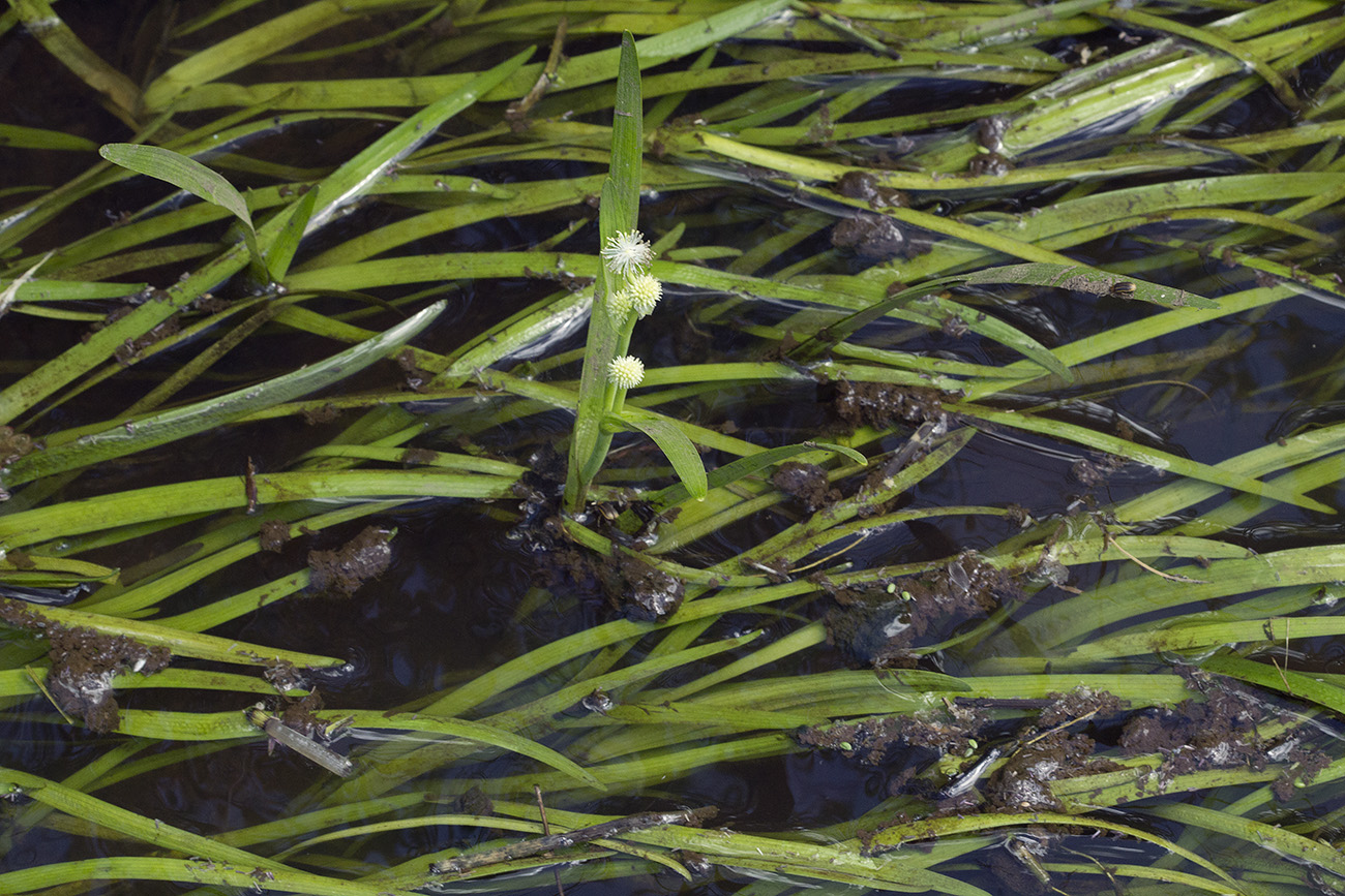 Image of Sparganium hyperboreum specimen.