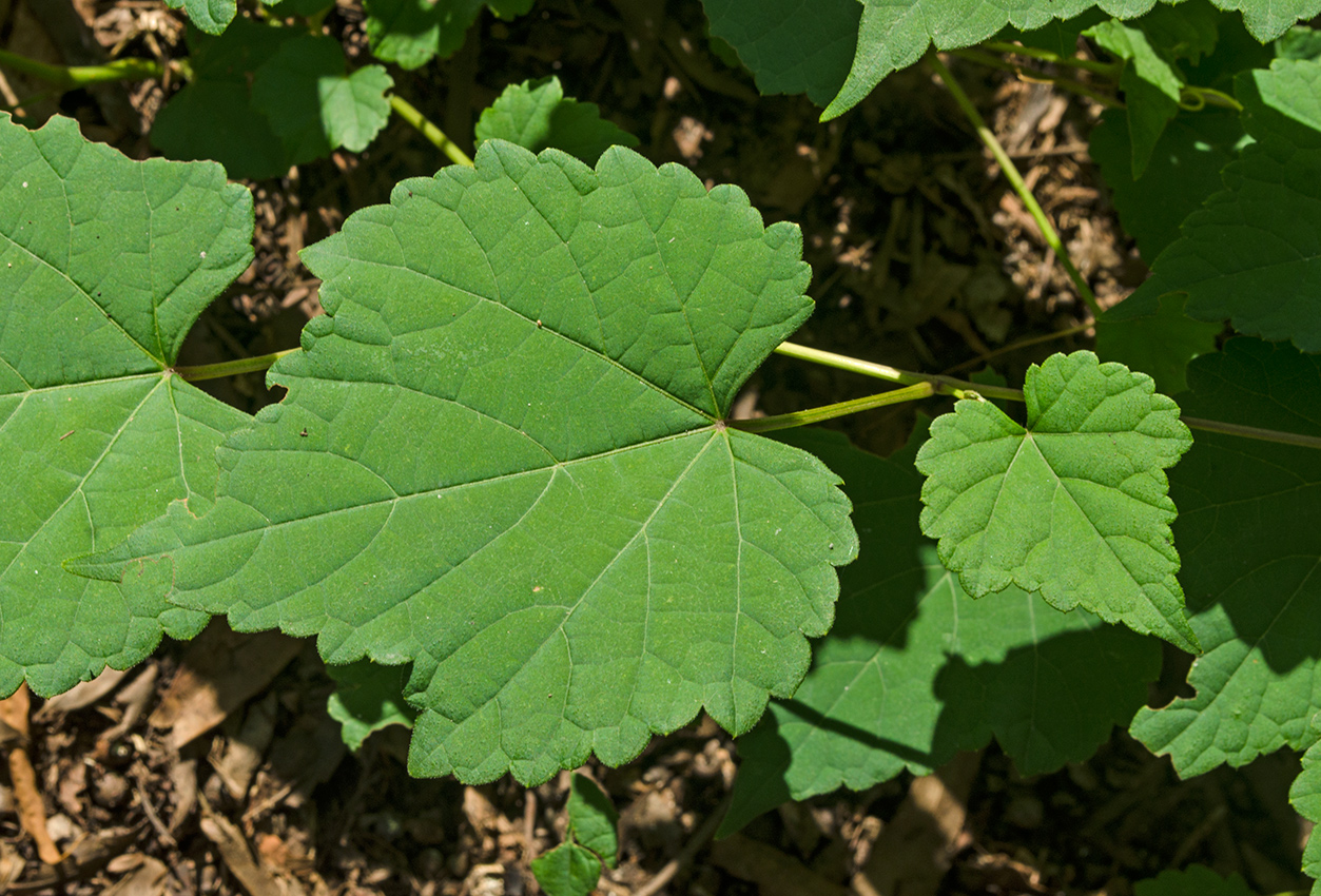 Изображение особи семейство Vitaceae.