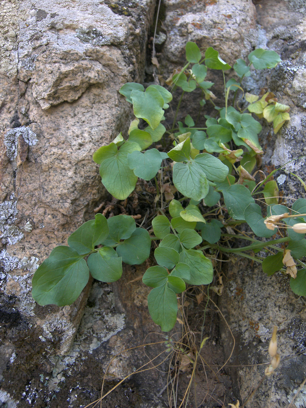 Изображение особи Valeriana sisymbriifolia.