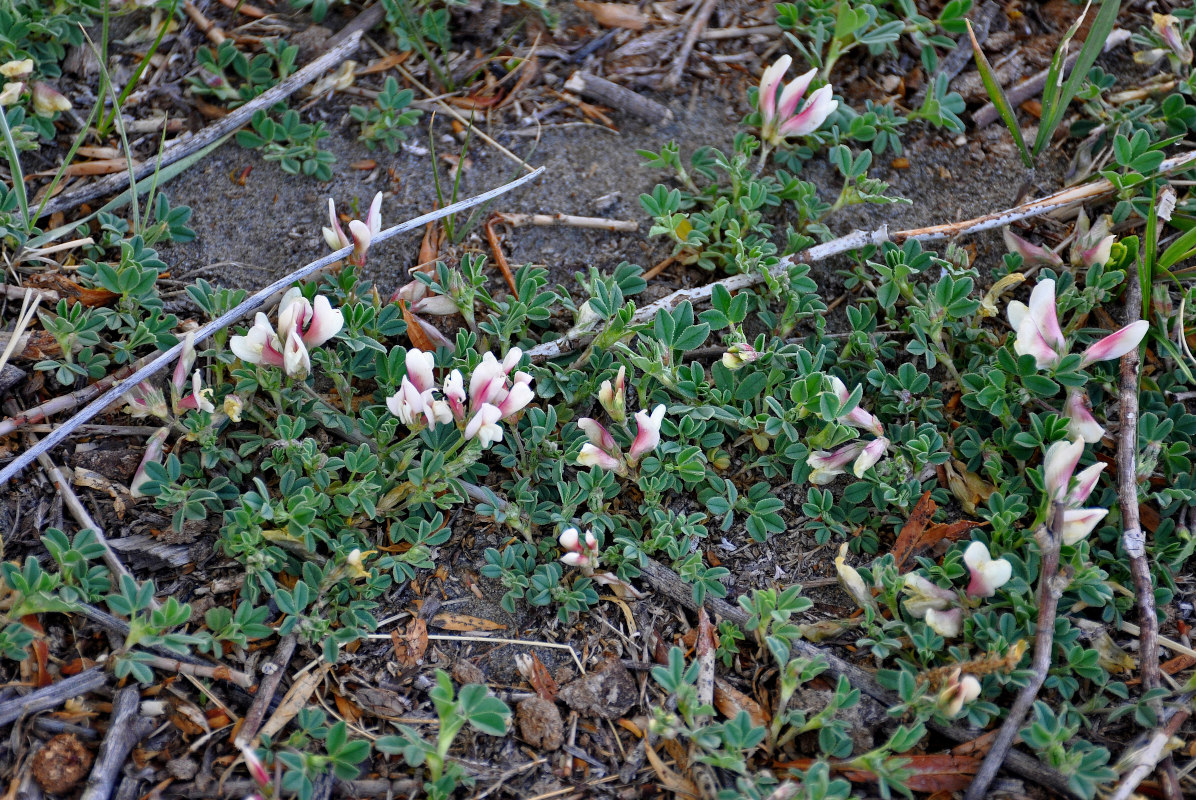 Image of Trifolium eximium specimen.