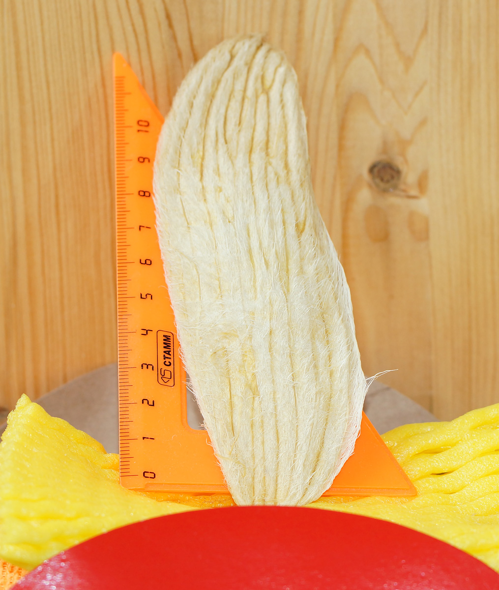 Image of Mangifera indica  specimen.