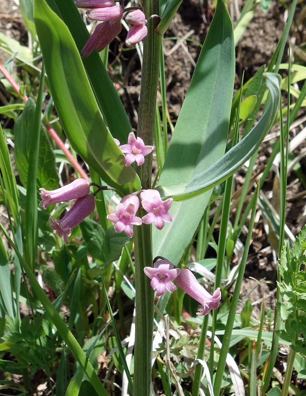 Image of Polygonatum roseum specimen.