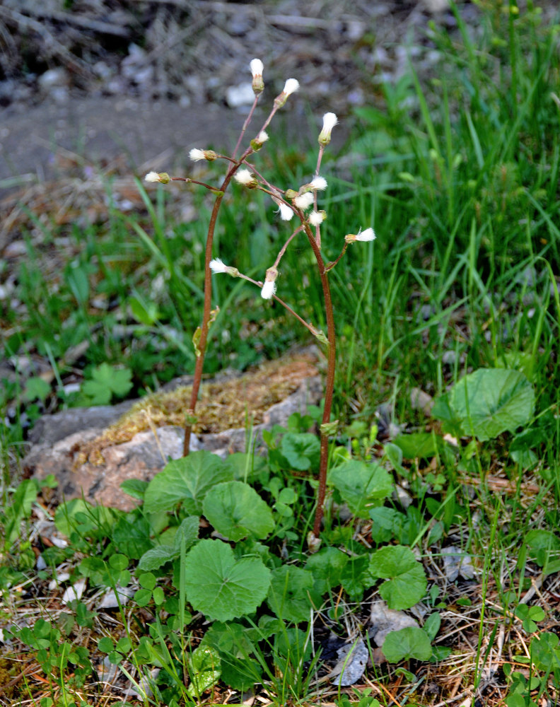 Изображение особи Petasites rubellus.