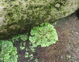 Marchantia polymorpha. Таллом с выводковыми корзинками. Большая Курильская гряда, северное побережье о. Экарма, окр. термоминерального источника. 15.08.2019.