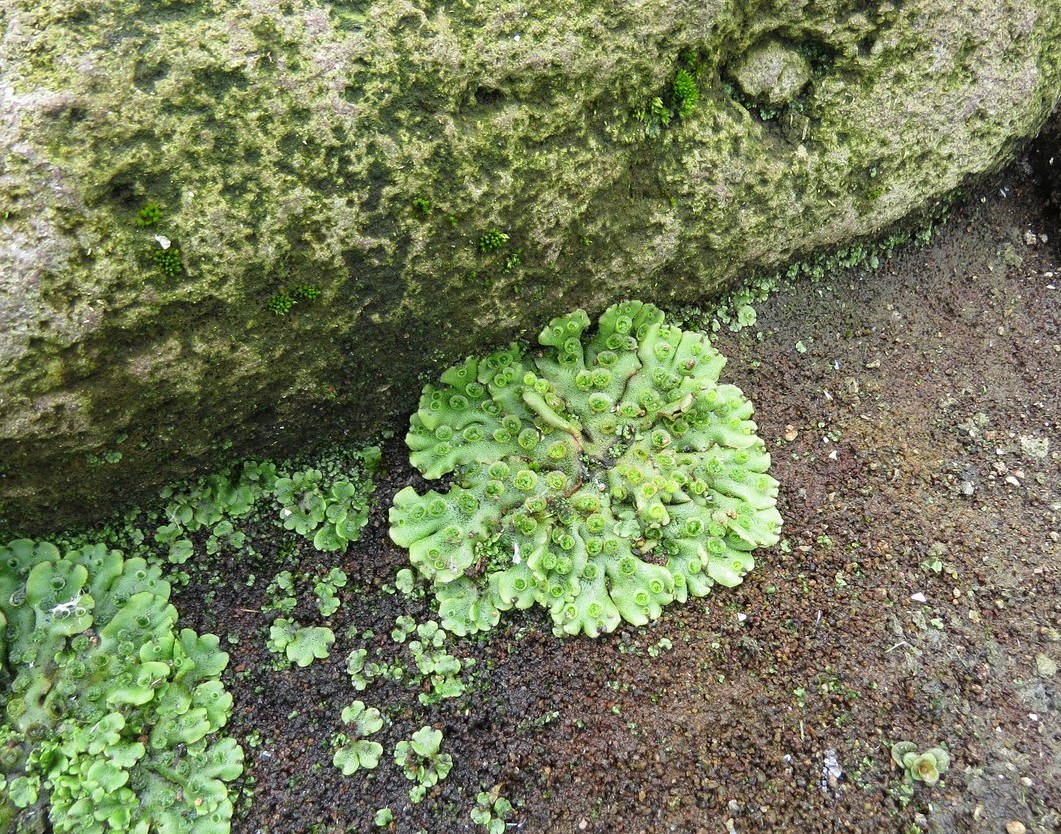 Image of Marchantia polymorpha specimen.