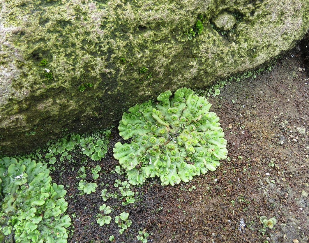 Изображение особи Marchantia polymorpha.