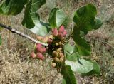 Pistacia vera
