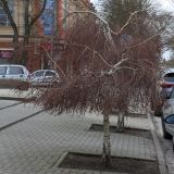 genus Betula. Растения в состоянии покоя. Ростовская обл., г. Таганрог, в озеленении. 27.02.2020.