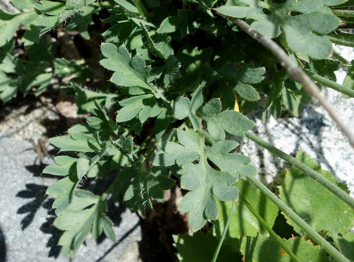 Image of Papaver croceum specimen.