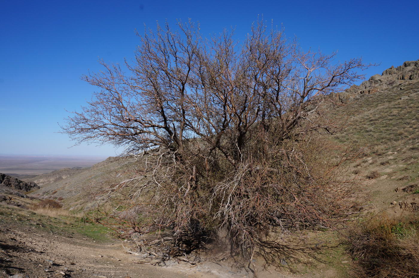 Image of Malus sieversii specimen.