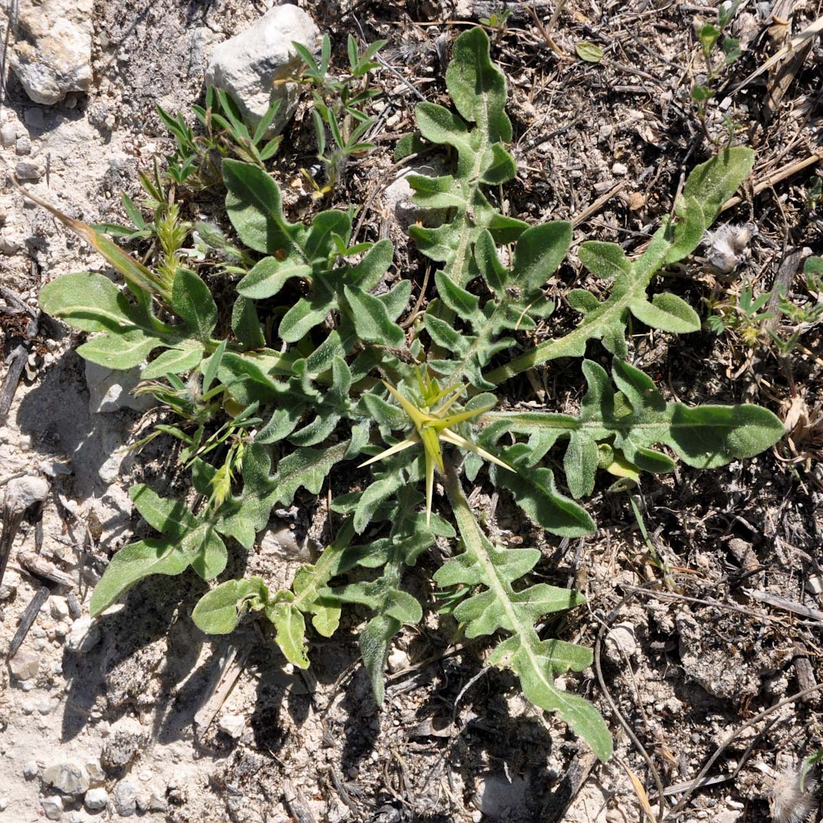 Изображение особи Centaurea hyalolepis.