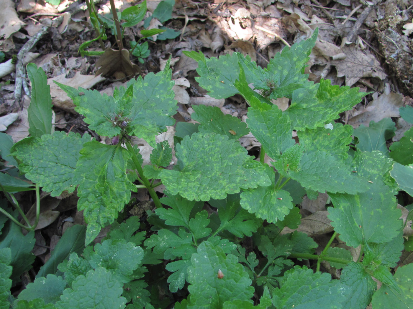 Image of Lamium maculatum specimen.