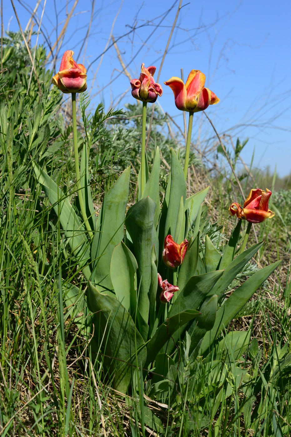 Изображение особи род Tulipa.