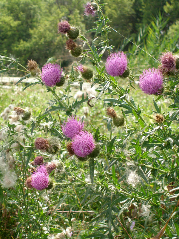 Image of Cirsium serrulatum specimen.