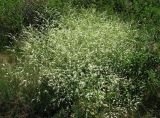 Crambe orientalis