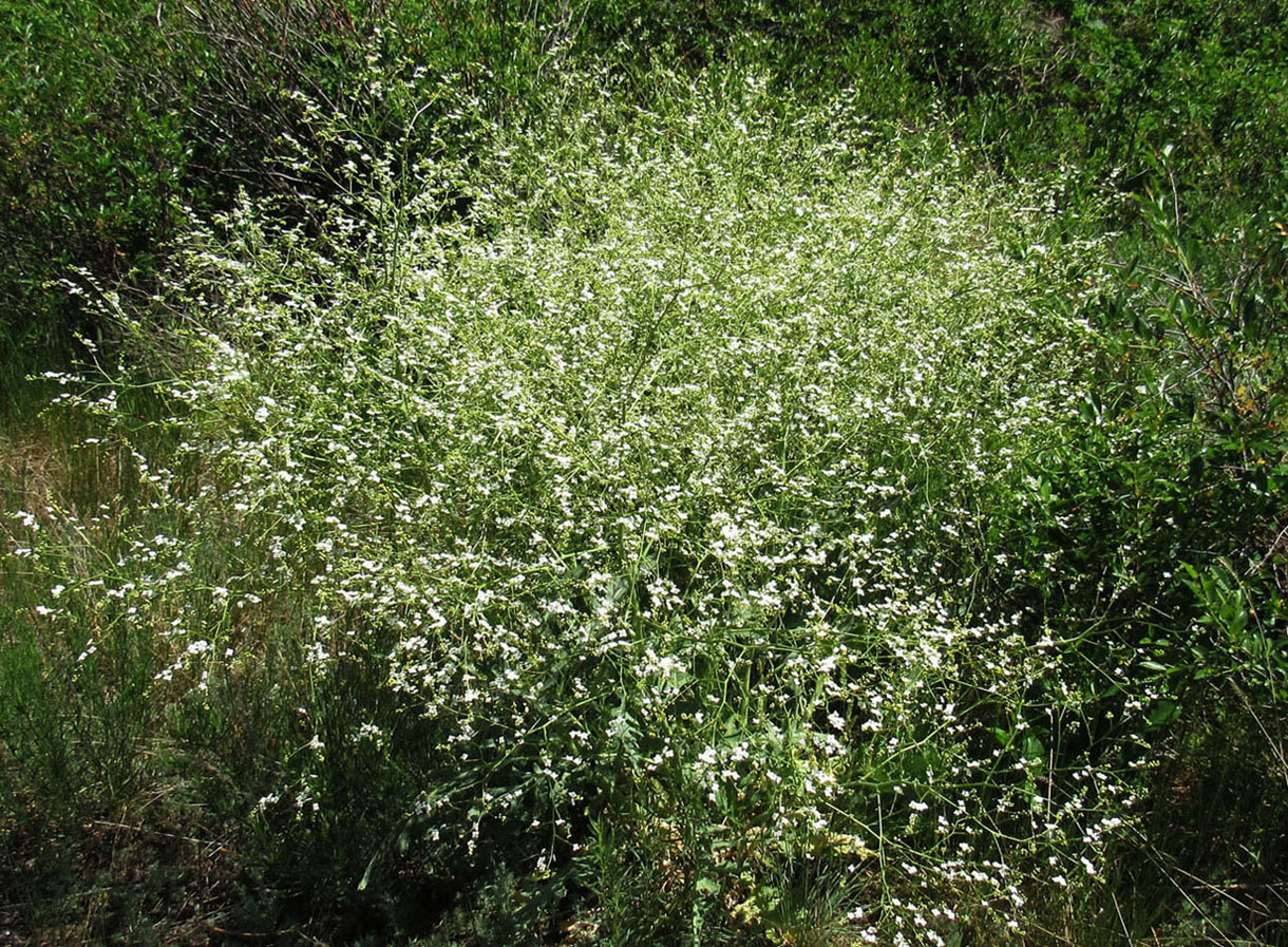 Изображение особи Crambe orientalis.