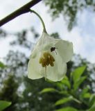 Halesia carolina. Цветок с насекомым-опылителем. Московская обл., Щёлковский р-н, в культуре. 06.06.2020.