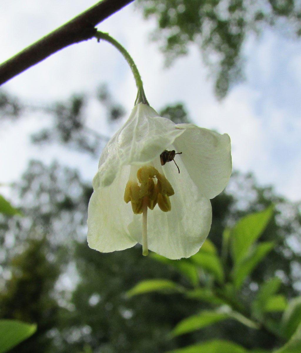 Image of Halesia carolina specimen.