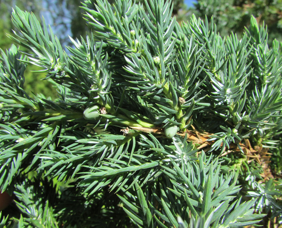 Image of Juniperus squamata specimen.