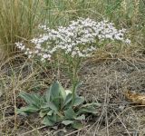 Goniolimon tataricum. Цветущее растение. Краснодарский край, окр. станицы Шкуринская, сухой южный склон над р. Ея. 20.06.2020.