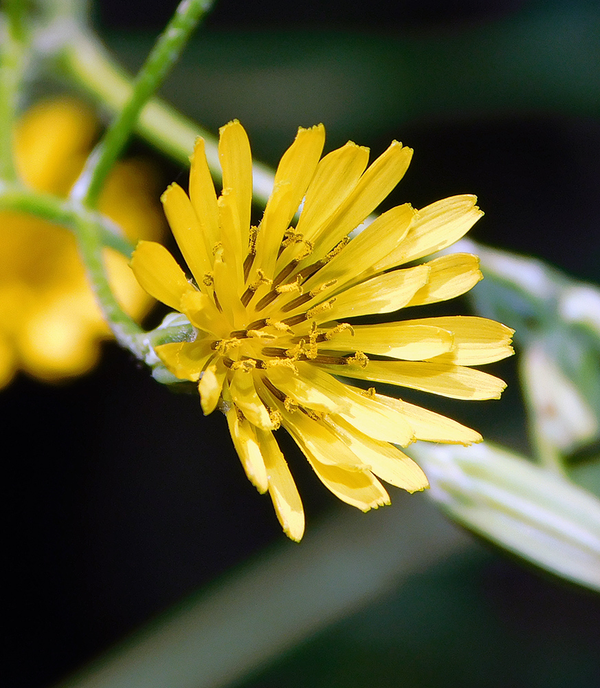 Image of Crepis pulchra specimen.