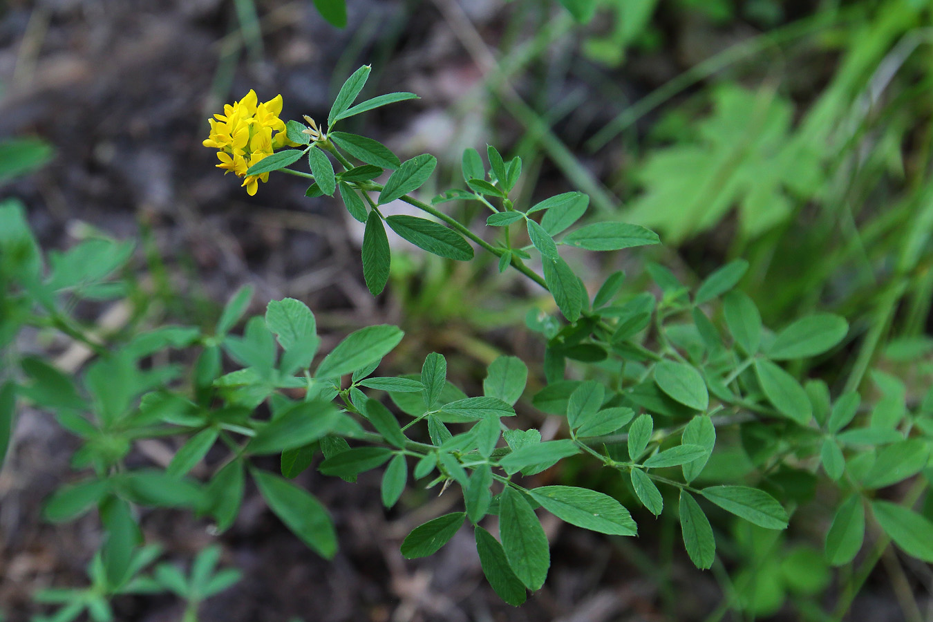 Изображение особи Medicago falcata.