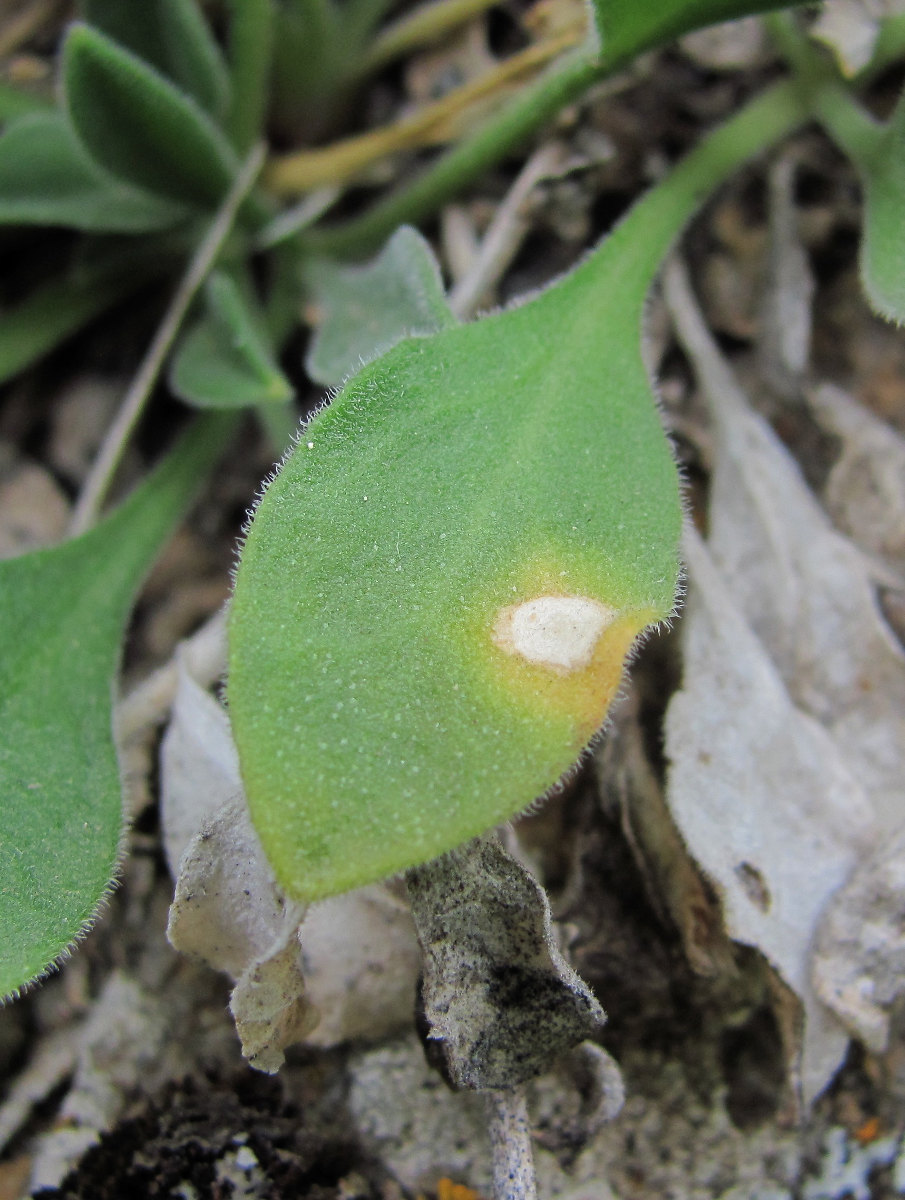 Image of Silene pygmaea specimen.