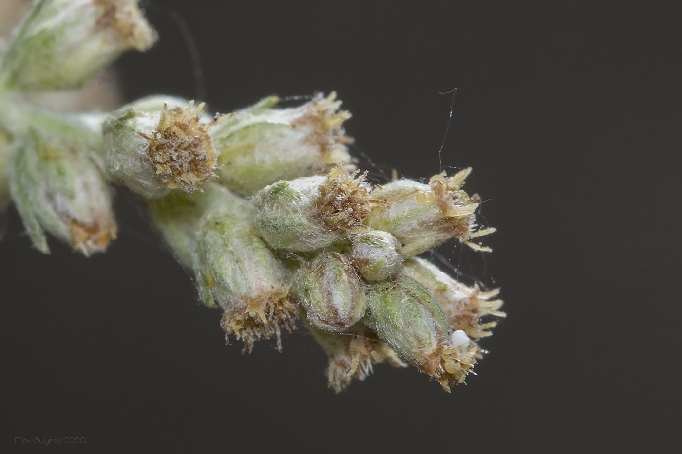 Image of Artemisia vulgaris specimen.