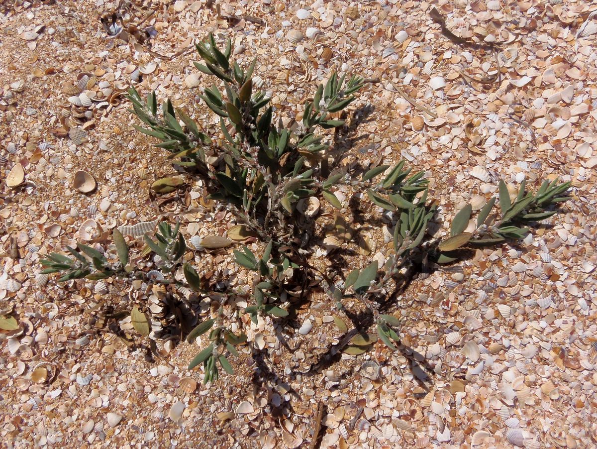 Изображение особи Polygonum maritimum.