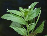 genus Epilobium