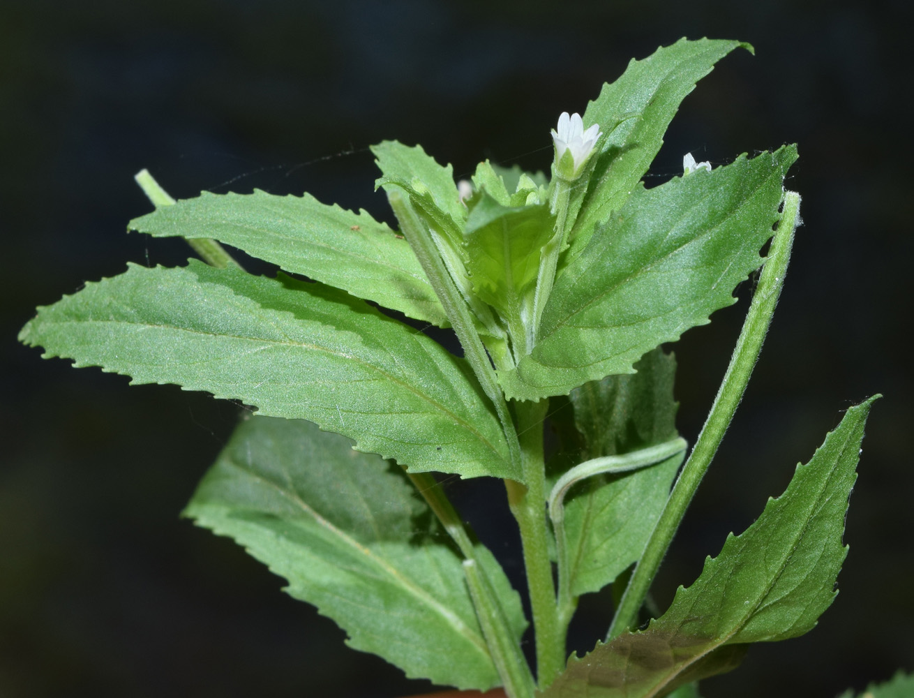 Изображение особи род Epilobium.