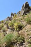 Ferula ugamica