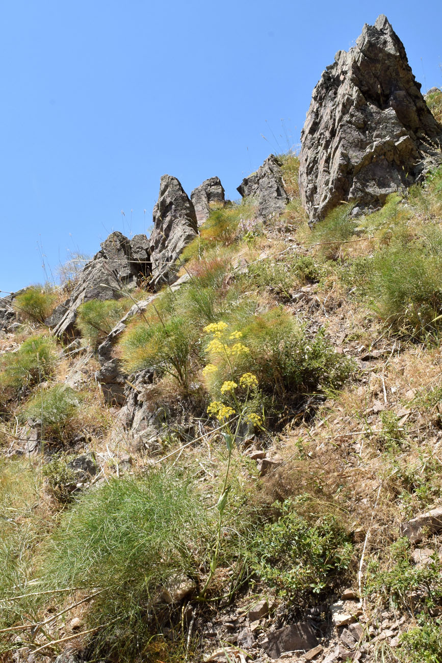 Image of Ferula ugamica specimen.